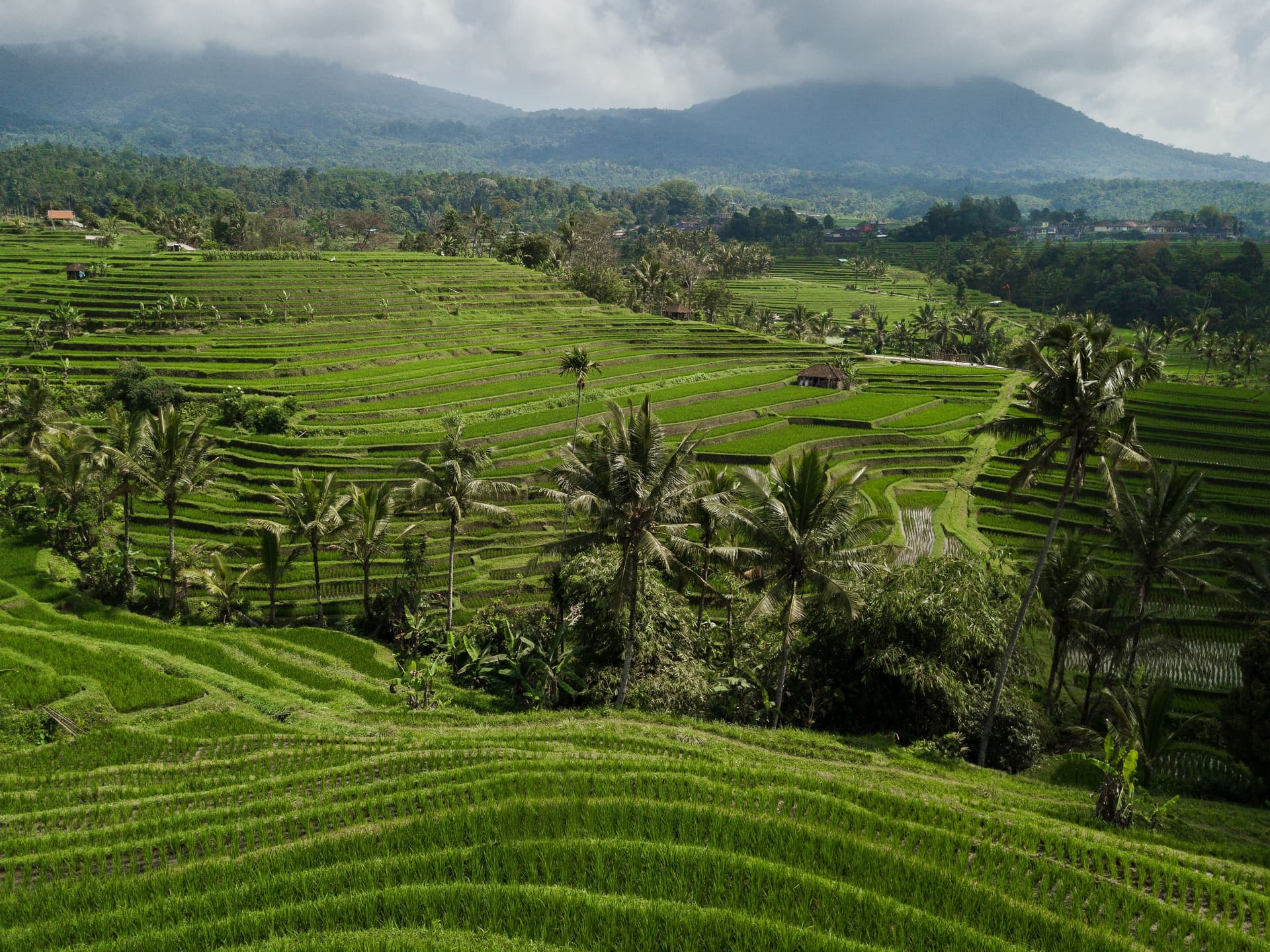 Jatiluwih Rice Terrace