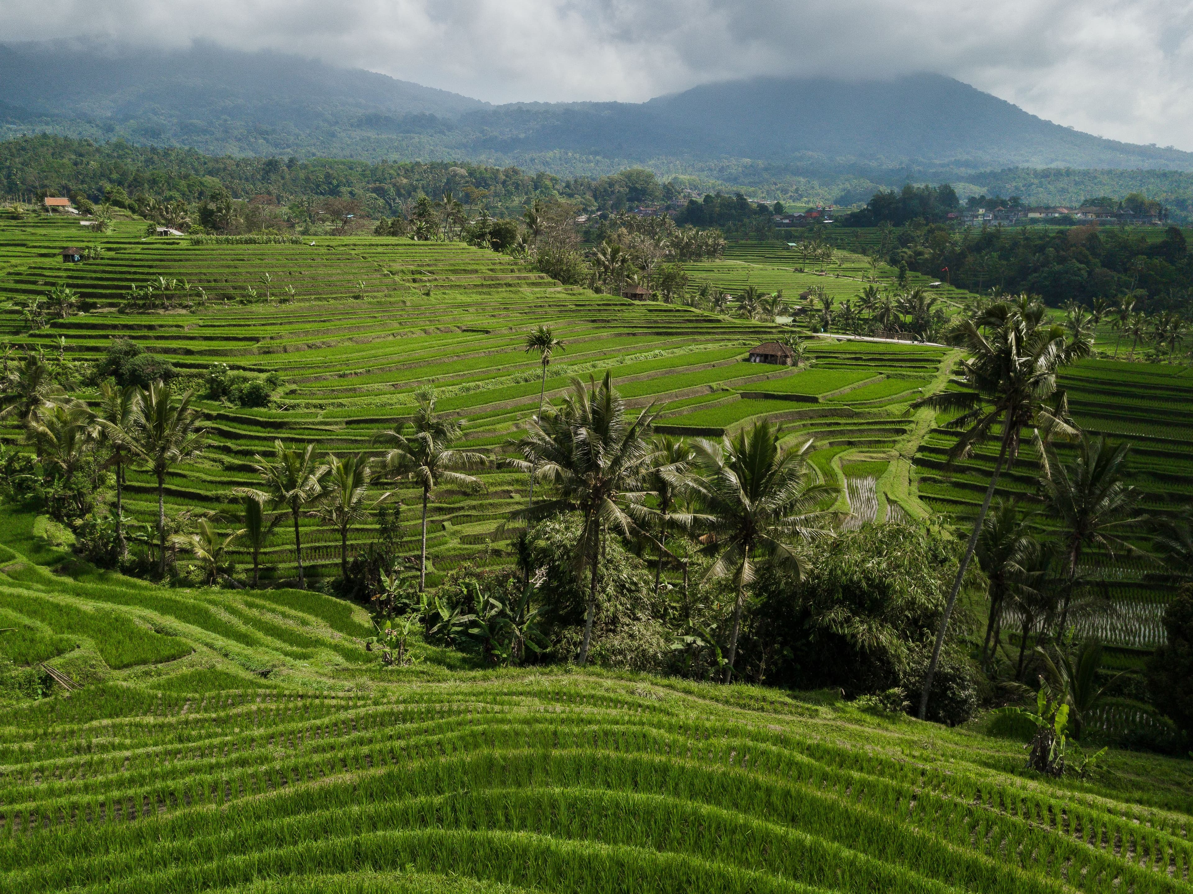 Jatiluwih Rice Terrace