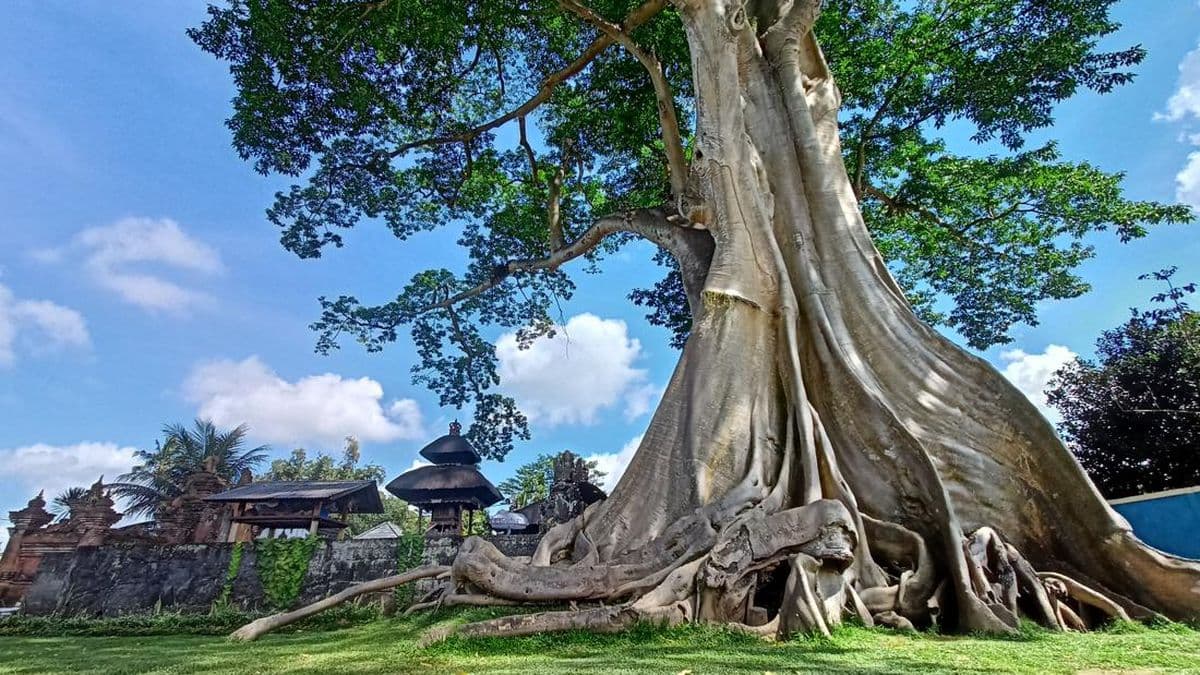 Kayu Putih Tree