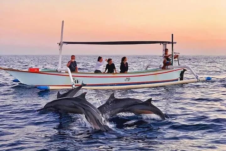 Dolphin Watching