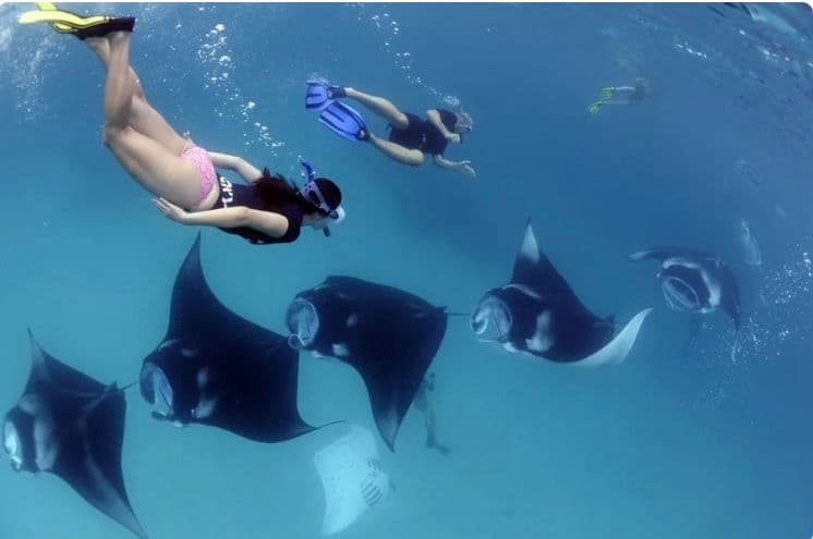 Snorkeling Adventure