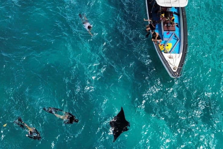 Manta Ray